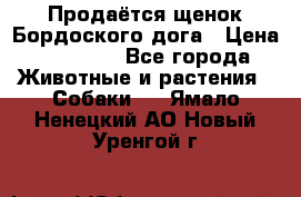 Продаётся щенок Бордоского дога › Цена ­ 37 000 - Все города Животные и растения » Собаки   . Ямало-Ненецкий АО,Новый Уренгой г.